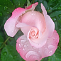 Роза чайно-гибридная "Белла Вита" (саженец класса АА+) высший сорт