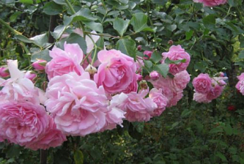 Эксклюзив! Роза плетистая серебристо-розовая полумахровая "Жемчужина стиля" (Pearl of style)  (саженец класса АА+, премиальный выносливый сорт) - фото 4