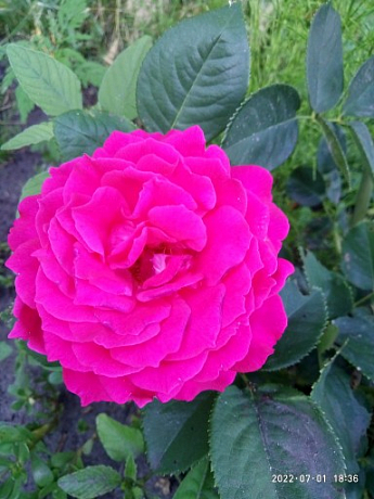 Ексклюзив! Троянда паркова сріблясто-рожева "Дивовижна місіс Майзель" (The Amazing Mrs. Mayzel) (саджанець класу АА +, преміальний вищий сорт) - фото 4