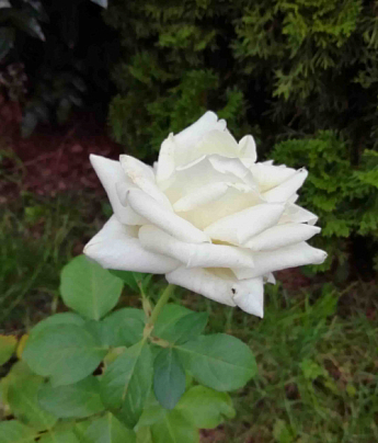 Ексклюзив! Троянда чайно-гібридна ідеально біла "Діамант" (Diamond) (саджанець класу АА +, преміальний чудово-ніжний сорт) - фото 4