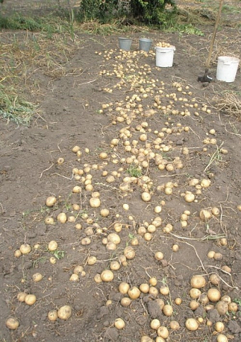 Картопля "Констанс" насіннєва рання (1 репродукція) 1кг - фото 3
