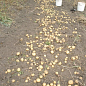 Картопля "Констанс" насіннєва рання (1 репродукція) 1кг цена