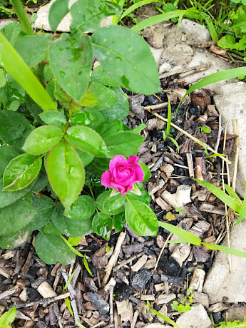 Троянда  флорібунда «Ebb Tide» (саджанець класу АА +) вищий сорт - фото 4