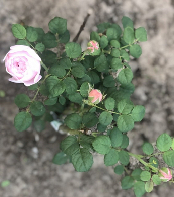 Роза флорибунда "Peony Pink"(Пиони Пинк) - фото 8