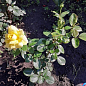 Троянда флорибунда "Friesia" (саджанець класу АА +) вищий сорт цена