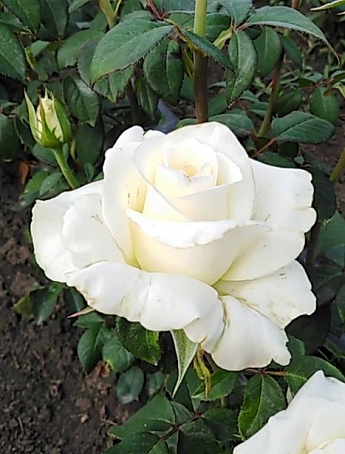 Роза чайно-гибридная "Анастасия" (Anastasia®) (саженец класса АА+) высший сорт - фото 2