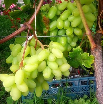 Виноград "Виктор" (ранний срок созревания, грозди очень крупные, массой 500-1000г) - фото 3