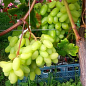 Виноград "Виктор" (ранний срок созревания, грозди очень крупные, массой 500-1000г) цена