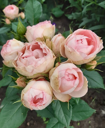 Роза флорибунда "Peony Pink"(Пиони Пинк) - фото 13