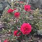Роза английская "Кинг Артур" (саженец класса АА+) высший сорт цена