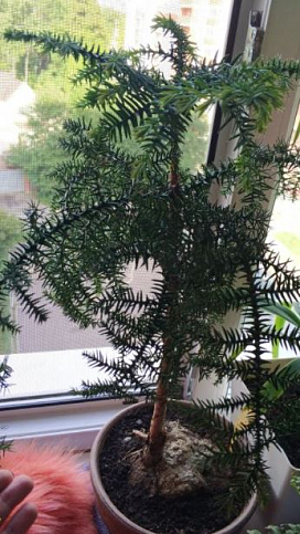 Араукария (Araucaria heterophylla) комнатная ель - фото 5