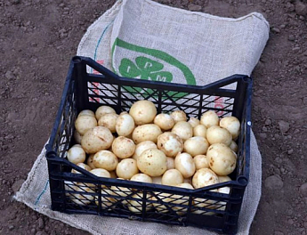 Картопля "Орла" насіннєва рання (1 репродукція) 1кг - фото 4