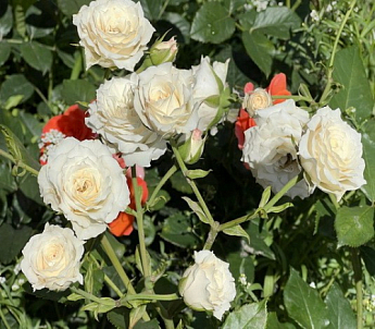 Ексклюзив! Троянда дрібноквіткова (спрей) ніжно-кремовий "Наречена" (Bride) (саджанець класу АА +, преміальний рясно квітучий сорт) - фото 4