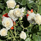Ексклюзив! Троянда дрібноквіткова (спрей) ніжно-кремовий "Наречена" (Bride) (саджанець класу АА +, преміальний рясно квітучий сорт)