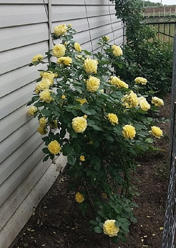 Ексклюзив! Троянда плетиста найяскравіше жовта "Сонце світло" (Sun light) (саджанець класу АА +, преміальний морозостійкий сорт) - фото 6