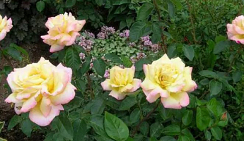 Роза чайно-гибридная "Глория (Пис)" (саженец класса АА+) высший сорт - фото 3