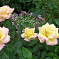 Роза чайно-гибридная "Глория (Пис)" (саженец класса АА+) высший сорт цена
