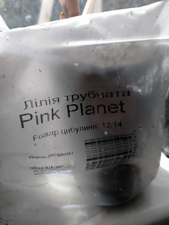Лілія Трубчата "Pink Planet" - фото 3