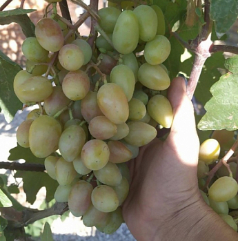 Виноград "Сенсація" (дуже ранній термін дозрівання, довгий період зберігання ягід) - фото 3