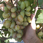 Виноград "Сенсація" (дуже ранній термін дозрівання, довгий період зберігання ягід) цена