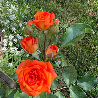 Роза мелкоцветковая (спрей) "Алегрия" (саженец класса АА+) высший сорт - фото 3