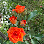 Троянда дрібноквіткова (спрей) "Алегрия" (саджанець класу АА +) вищий сорт цена