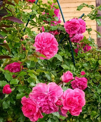 Троянда плетиста "Розаріум Ютерзен" (саджанець класу АА +) вищий сорт - фото 3