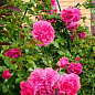 Троянда плетиста "Розаріум Ютерзен" (саджанець класу АА +) вищий сорт цена