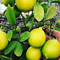 Лимон "Новогрузинський" (саджанець 2 роки) цена