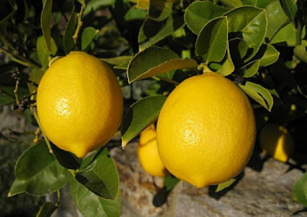 Лимон "Павловський" - фото 2