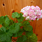 Пеларгонія Розебудна "Deco Apple Blossom" (контейнер № 10, висота 10-20 см)