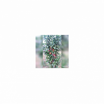 Ексклюзив! Гібрид слива-абрикос колоновидний забарвлення від лілового до бордового "Медіна" (Medina) (преміальний супер солодкий сорт, середній термін дозрівання) - фото 2