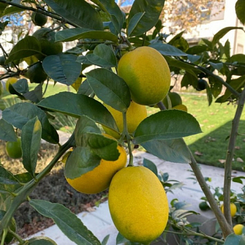 Лимон "Мейєра" - фото 4