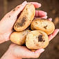 Насіннєва ультро-рання картопля "Коломбо" (на варіння, 1 репродукція) 1кг цена