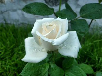 Троянда чайно-гібридна "Магаді" (саджанець класу АА +) вищий сорт NEW - фото 5