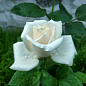 Троянда чайно-гібридна "Магаді" (саджанець класу АА +) вищий сорт NEW
