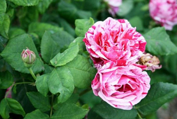 Эксклюзив! Роза плетистая нежно розовая с малиново-сиреневыми полосками "Маэстро" (Maestro)  (саженец класса АА+, премиальный обильно цветущий сорт) - фото 2
