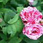 Эксклюзив! Роза плетистая нежно розовая с малиново-сиреневыми полосками "Маэстро" (Maestro)  (саженец класса АА+, премиальный обильно цветущий сорт) купить