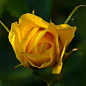 Эксклюзив! Роза плетистая ярчайше желтая "Солнце свет" (Sun light)  (саженец класса АА+, премиальный морозостойкий сорт)