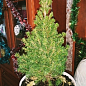 Хвоя Новогодняя "Christmas Picea" (Рождественская ель) (высота 40-50см) цена