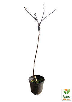 Дуб английский обыкновенный (Quercus robur) С23