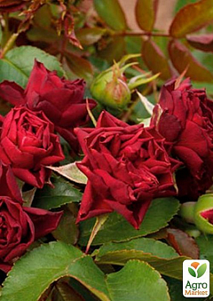 Роза полиантовая "Кларет Пикси" (саженец класса АА+) высший сорт1