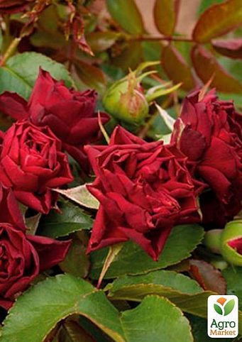 Роза полиантовая "Кларет Пикси" (саженец класса АА+) высший сорт