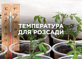 Температура для розсади: як створити ідеальні умови | Agro-market