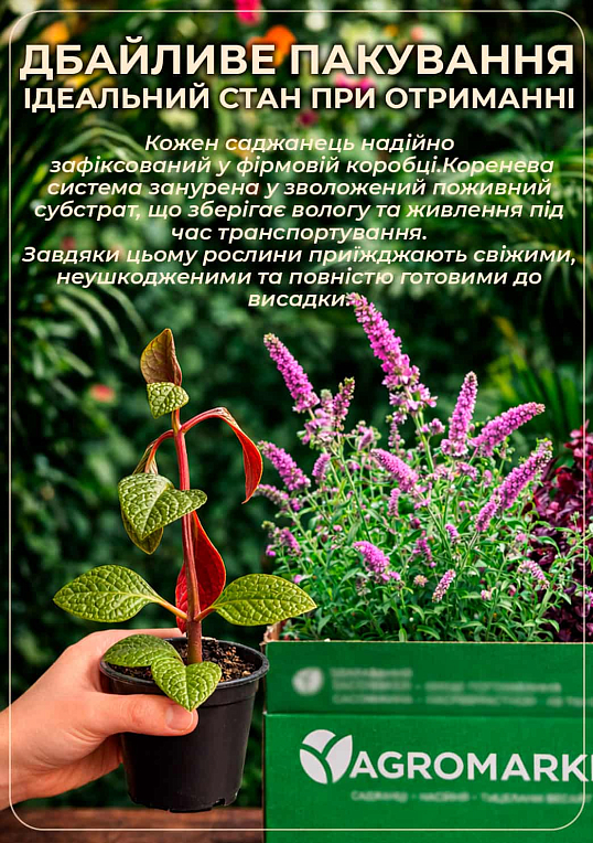 Плектрантус "Variegata" (вьющийся многолетник, С1,5) - фото 4