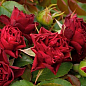 Роза полиантовая "Кларет Пикси" (саженец класса АА+) высший сорт