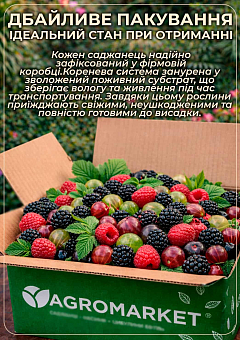 LMTD Малина "Malling Promise" (сортова, укорінена)15
