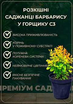 Барбарис Тунберга 3-х летний "Golden Ring" С3, высота саженца от 40см9