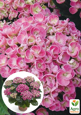 LMTD Гортензия крупнолистная кудрявая цветущая 2-х летняя "Curly Wurly Pink" (25-35см)