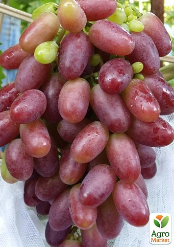 Виноград "Ризамат" (ранне-средний срок созревания, высокоурожайный сорт) - фото 4